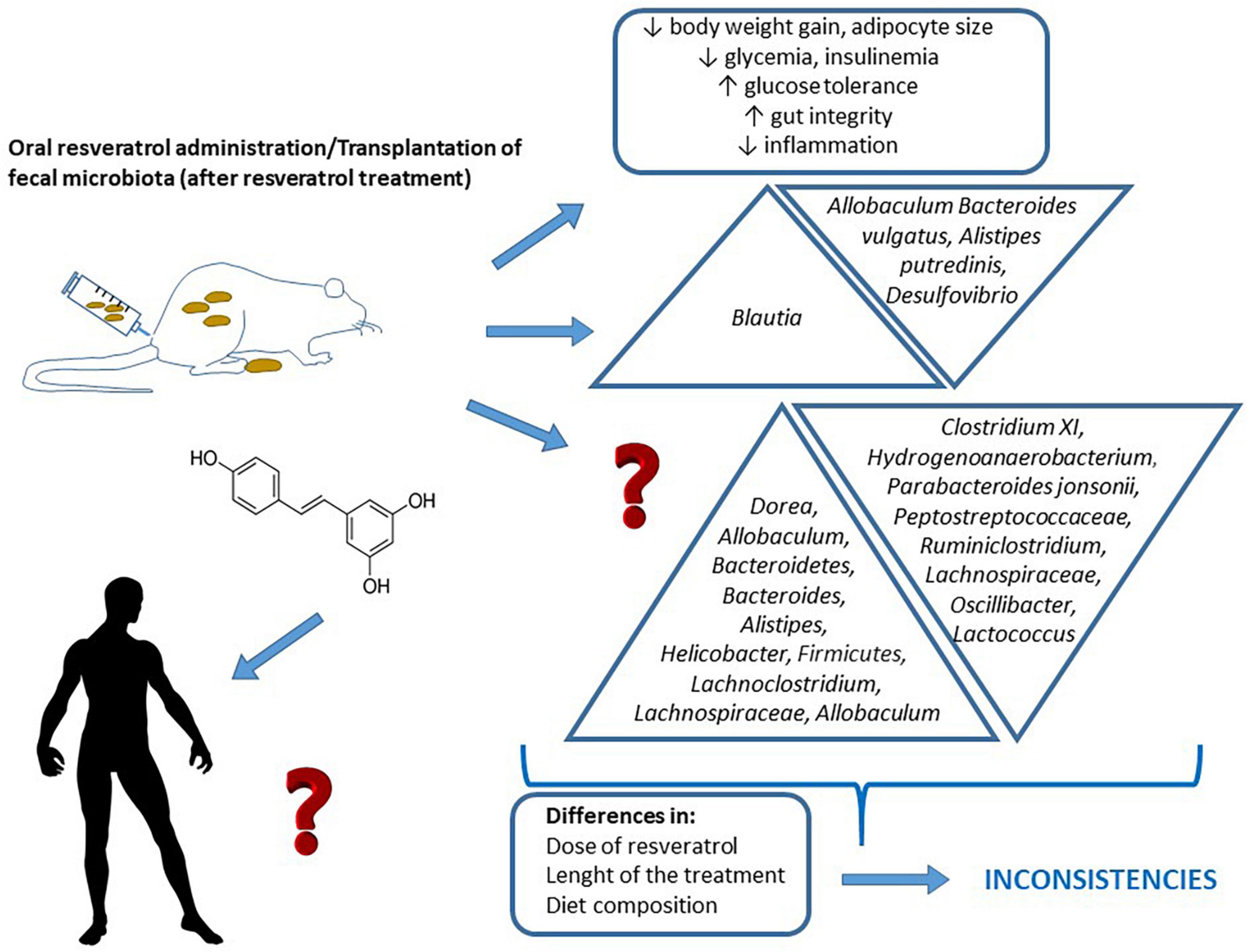 Relationship between changes in microbiota induced by resveratrol and its anti-diabetic effect on type 2 diabetes